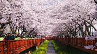 1-Day Visit to the Jinhae Gunhangje Cherry Blossom Festival from Seoul