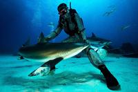Plongée avec les requins à Grand Bahama image 1 Plongée avec les requins à Grand Bahama image 1