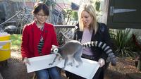 Adelaide Zoo Behind the Scenes Experience: Lemur Encounter image 1 Adelaide Zoo Behind the Scenes Experience: Lemur Encounter image 1