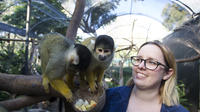 Adelaide Zoo Behind the Scenes Experience: Squirrel Monkey Encounter image 1 Adelaide Zoo Behind the Scenes Experience: Squirrel Monkey Encounter image 1