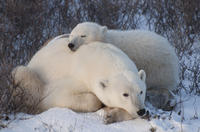 Visite de 5 nuits Ë Churchill et aventure-découverte de l'ours polaire au départ de Winnipeg