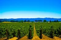 El Dorado Wine Country Tour from South Lake Tahoe