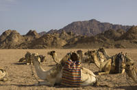 Sinai Desert Camel Day Trek to Matamir and Nawamis including Bedouin Lunch from Sharm el Sheikh