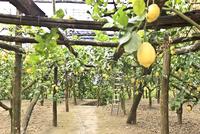 Expérience à la ferme à Sorrente comprising dégustations, l'élaboration de pizzas et de limoncello