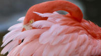 Flamingo Gardens Admission in Fort Lauderdale with Wildlife Tram Ride