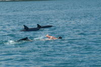 Dolphin Swim and Bénitiers Island Day Trip with Lunch