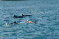 Nage with les dauphins et excursion d'Une journée à l'île aux Bénitiers with déjeuner