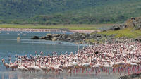 1 Day Lake Nakuru National Park -Day With Flamingos GUARANTEED Daily Departure