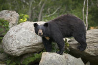 Ketchikan Shore Excursion: Alaska Rainforest Sanctuary Walking Tour