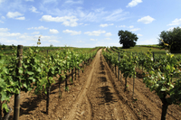 Excursão em Blaye e Bourg com cruzeiro pelo rio Garona e degustação de vinho, saindo de Bordeaux Excursão em Blaye e Bourg com cruzeiro pelo rio Garona e degustação de vinho, saindo de Bordeaux