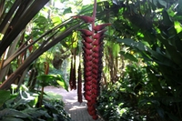 Excursion à la découverte de la faune et de la flore du Mont Whitfield, jardins botaniques de Cairns et Cairns Wildlife Dome
