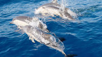 Port Stephens Day Tour From Sydney Including 4WD, Sandboarding and Dolphin Watching