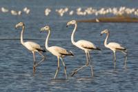 Grand Turk Bird-Watching Tour by Tram