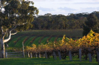 Vallée de Barossa et Hahndorf - Excursion DEPUIS Adélaïde