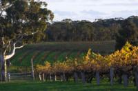 Valle de Barossa y Hahndorf: visita desde Adelaida Valle de Barossa y Hahndorf: visita desde Adelaida