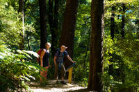 Self-Guided Queen Charlotte Track Walk from Picton