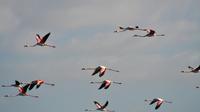 Expedição de Diogo Cam - Observação de aves no Estuário Expedição de Diogo Cam - Observação de aves no Estuário