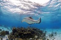 Stingray Encounter and Beach Day from Nassau