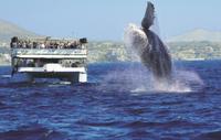 Los Cabos Whale Watching Cruise Including Breakfast