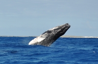Visite privée: Observation des baleines Croisière de Grand Turk