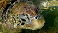 Cayman Turtle Farm Tour 