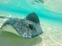 Ciudad de las Rayas y excursión de buceo en Gran Caimán Ciudad de las Rayas y excursión de buceo en Gran Caimán