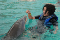 Nage with les dauphins bleu lagon au départ de Nassau