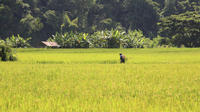 Live Like a Local: Rice Farmer for a Day from Chiang Mai