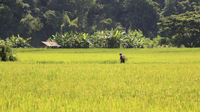 Vie d'un fermier locale au départ de Chiang Mai: Devenir riziculteur le temps d'une journée