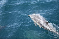 Dolphin and Whale Watching Research Cruise from Muscat