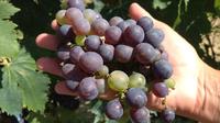 Excursion d'une demi-journée dans les vignobles de Chianti sur les collines de Toscane au départ de Pise Excursion d'une demi-journée dans les vignobles de Chianti sur les collines de Toscane au départ de Pise