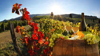 Vinci Chianti Wine and Aperitivo Small Group Tour from Pisa