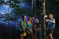 Daintree Rainforest Night Walk from Cape Tribulation