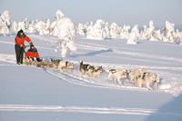 Lapland Husky Camp de Noël Visite et Sled Tour de Rovaniemi