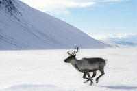 Lapland Reindeer Sleigh Ride from Ylläs