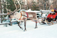 Lapland Snowmobile Safari from Ylläs Including Reindeer Sleigh Ride