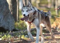 Summer Lapland Husky Hike with Transport from Rovaniemi