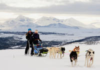 Hundesledetur med husky fra Tromsø Hundesledetur med husky fra Tromsø