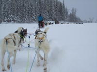 Lapland Husky Sled Safari from Tromso 