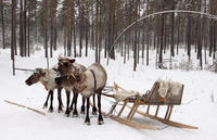 Lapland Reindeer Sleigh Ride et traditionnel Sami Déjeuner de Tromso