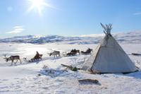 Lapland Reindeer Sleigh Ride de Tromso