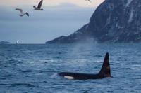 Lapland Whale-Watching Tour from Tromso