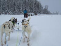 Safari en traîneau tiré par des huskies en Laponie, au départ de Tromso