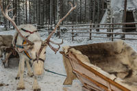 Visite culturelle Sami de Tromso: Reindeer Sleigh Ride, Lavvu Campfire et optionnelles Northern Lights Nuit Lavvu Stay
