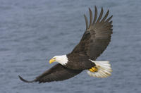 Tromso RIB Cruise: oiseaux marins, phoques et Paysage