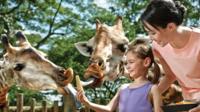 1-Day Singapore Zoo Ticket with Tram Ride