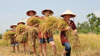 Full-Day Hoi An Town and Tra Que Vegetable Village Tour