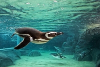 Entrée générale à l'Aquarium du Pacifique