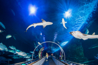 Entrée générale à l'Aquarium de la baie
