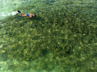 Sortie de plongée libre Dans Kealakekua Bay with en option de Honaunau Bay